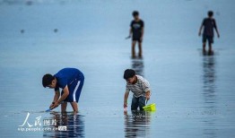 海南赶海爆料视频大全集,揭秘大海中的丰收盛宴