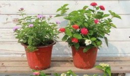 西安餐饮店爆料视频最新,食品安全问题引发公众关注