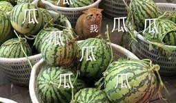 吃瓜娱乐去哪里了,揭秘幕后真相与未来走向